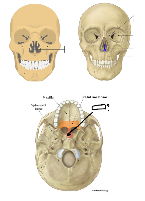 <p>Small, thin, <strong>PLOW SHAPED</strong> bone that’s in the <strong>MIDLINE OF NASAL CAVITY </strong></p>