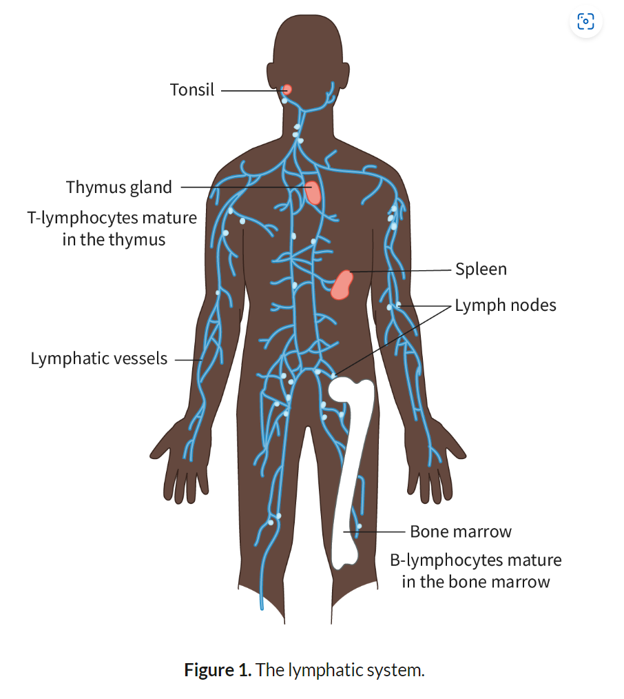 <p><strong>blood</strong>, <strong>lymphatic vessels</strong>, and <strong>secondary lymphoid organs</strong> such as <strong>lymph nodes</strong>, <strong>spleen</strong>, and <strong>tonsils</strong>.</p>