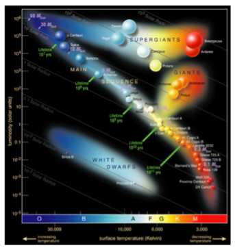 <ul><li><p>On the horizontal axis of the (luminosity/temp) HR diagram, the letters of spectral classification run alongside the stellar temperature from high to low (OBAFGKM, see diagram).</p></li><li><p>Each class is then subdivided further from 0 to 9 (in <strong>decreasing temp</strong>, i.e A9 is colder than A0).</p></li><li><p>The spectral classification is also linked to the mass of the stars, but <strong>only for main sequence stars</strong> (spectral classification shows temp/colour of giants/dwarfs, but not mass). For example, A types are around twice as massive as G types, O types are more than 15 solar masses!</p></li><li><p>Note the Sun is a G2 star.</p></li><li><p>This is known as the <strong>Harvard system</strong> of classifying stars and was devised by a group of (mainly women) astronomers in the early 20th century, and is still used today!… The spectra of the stars show the general shape of that of a blackbody, with superposed (larger than expected) absorption lines coming from particular elements. These elements were used by Cecilia Payne Gaposchkin to show the composition of stars (90% H, 10% He)</p></li></ul><p></p>