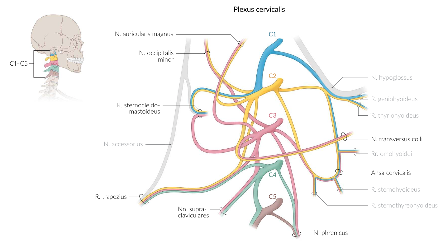 <p>D. Omohyoid muscle (M. omohyoideus)</p>