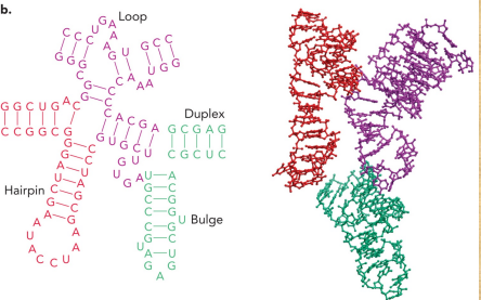 <ul><li><p>RNA molecules with catalytic activity</p></li><li><p>Ex: ribonuclease P (RNAse P)</p></li><li><p>Cleaves nucleic acids</p></li></ul><p></p>