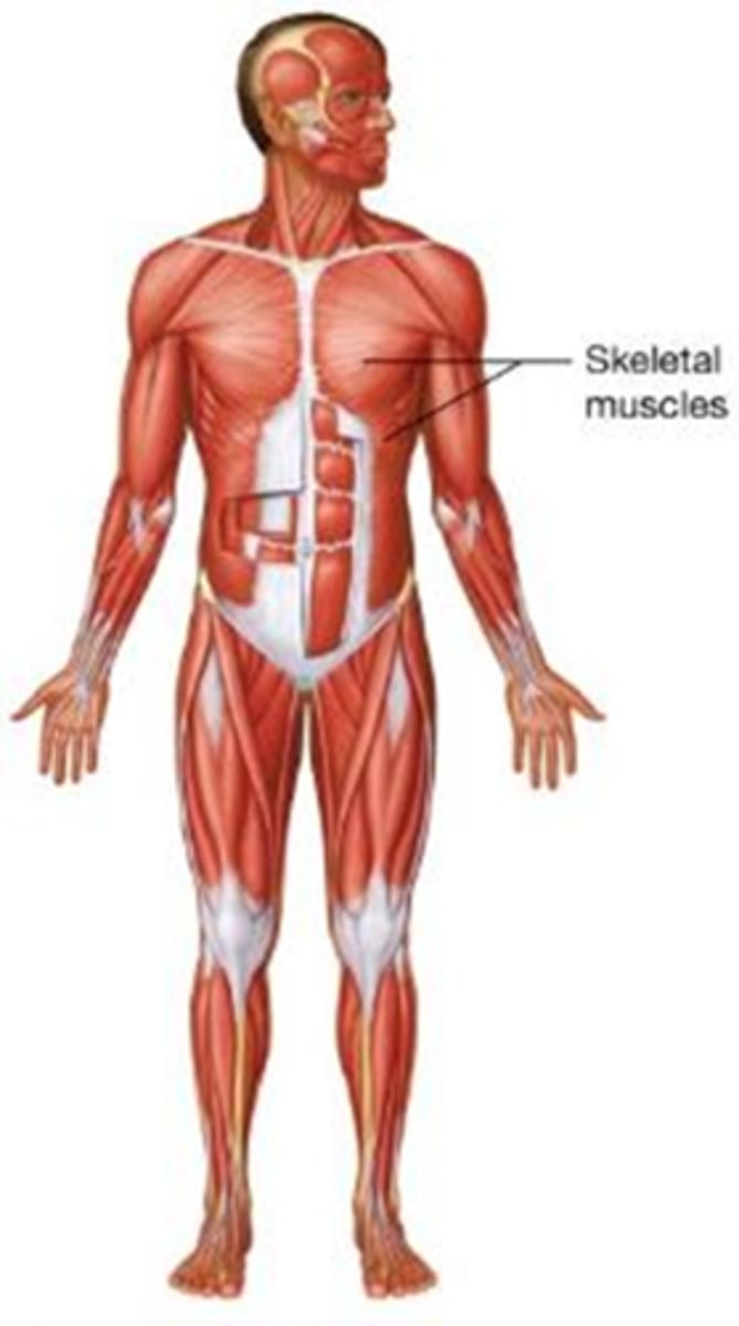 <p>Which body system produces movement, controls body openings, and generates heat?</p><p>A) Nervous system</p><p>B) Endocrine system</p><p>C) Muscular system</p><p>D) Skeletal system</p>