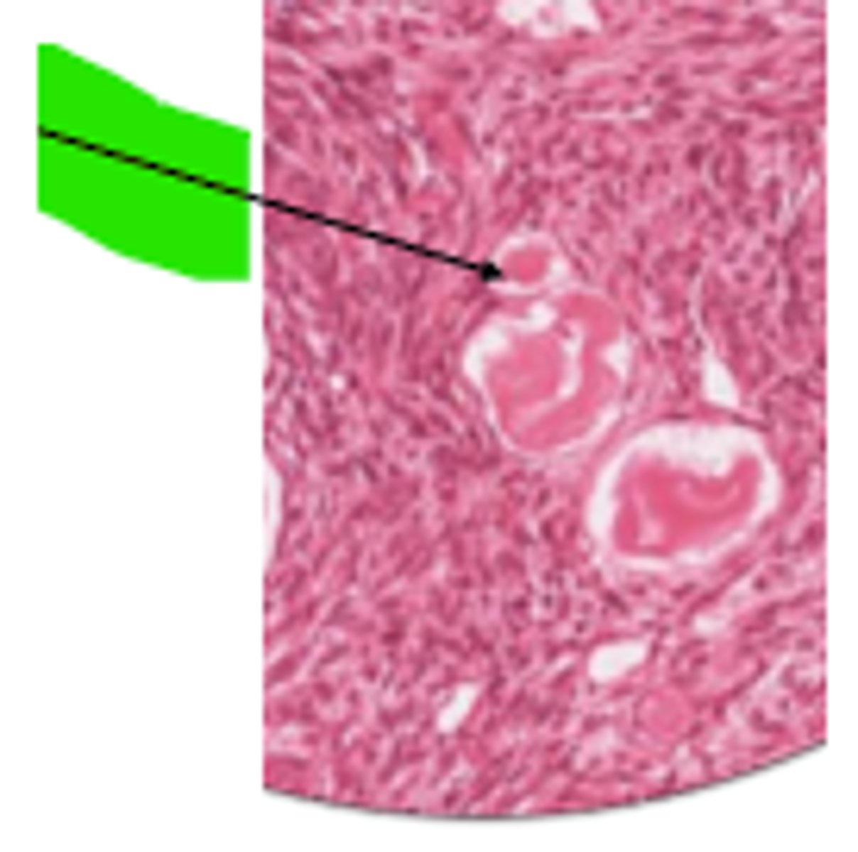 <p>cell and organ?</p>