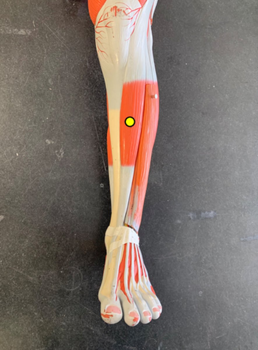 <p>Along the tibia and dives to the medial side of the toe</p>