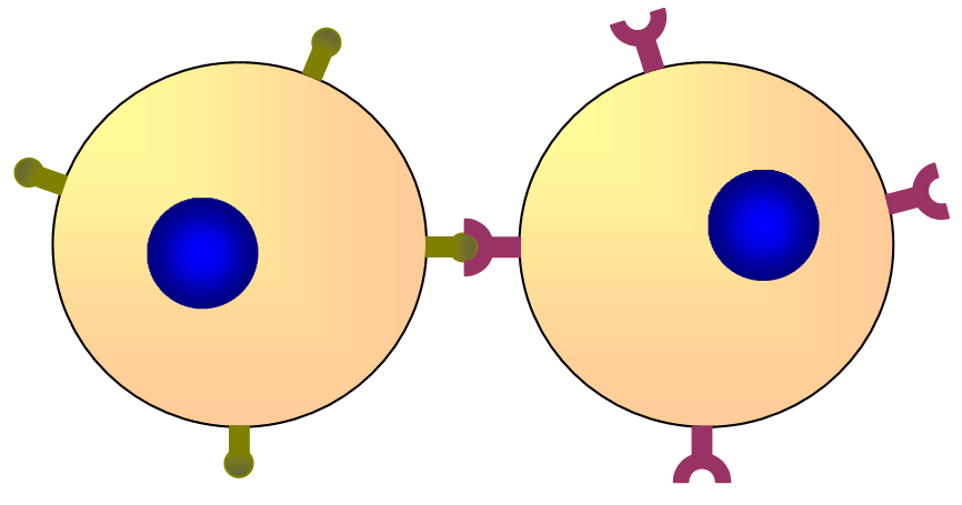 <p></p><ul><li><p>Two cells can communicate by binding complementary proteins on their membranes.</p></li><li><p>The binding causes a shape change in the receptor protein and triggers a signal inside the cell.</p></li><li><p>This is important in the immune system, where cell-surface markers help distinguish self cells from pathogens.</p></li></ul><p></p>