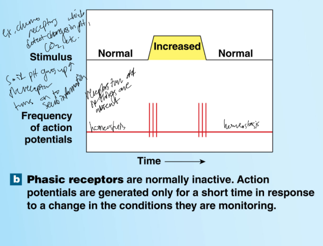 <p>Phasic Receptors</p><p>Phasic receptors produce AP only in response to changes in level of stimulation. They are more fast-adapting receptors.</p>