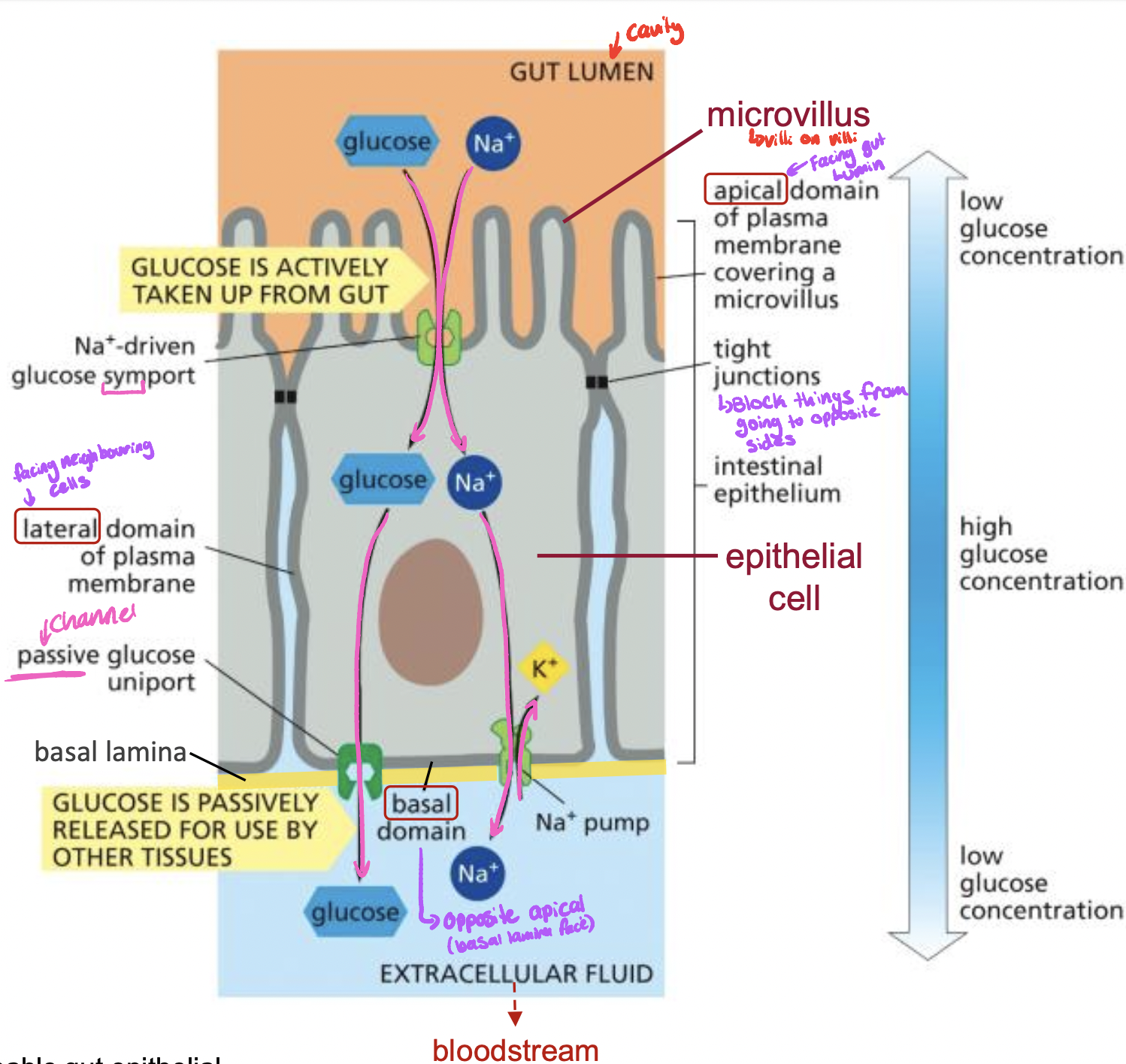 
1. goes through Na+ & glucose symporter
2. a) glusoce goes through a passive glucose uniport into the extracellular fluid

   b) Na+ is now to high in middle, so Na+ K+ pump takes out Na+ and puts in K+ into the epithelial cell