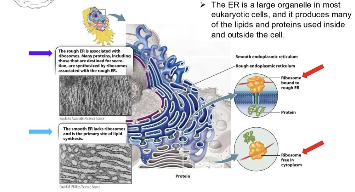 <ul><li><p>associated with ribosomes (on surface)</p></li><li><p>many proteins, including those destined for secretion, are synthesized by ribosomes associated with RER</p></li><li><p><span><span>synthesizes transmembrane proteins, proteins that end up in the interior of organelles, and proteins destined for secretion</span></span></p></li></ul><p></p>