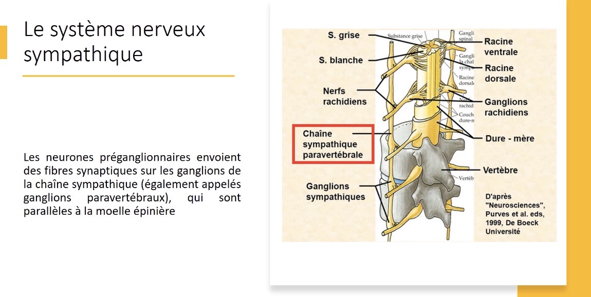 <p>Elles envoient des fibres synaptiques sur les ganglions de la chaîne sympathique paravertébrale, parallèle à la moelle épinière</p>