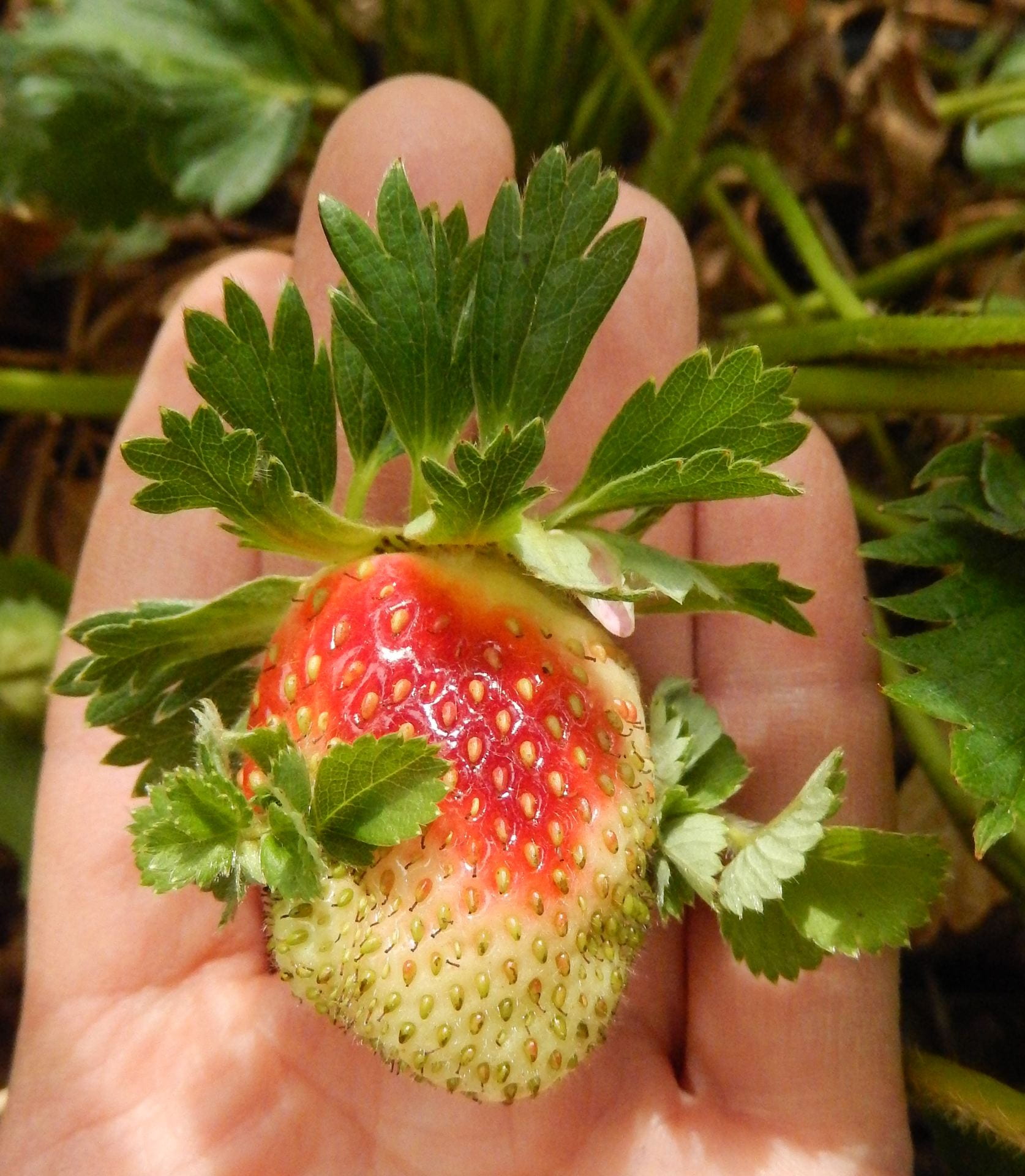 <p>Phyllody</p>