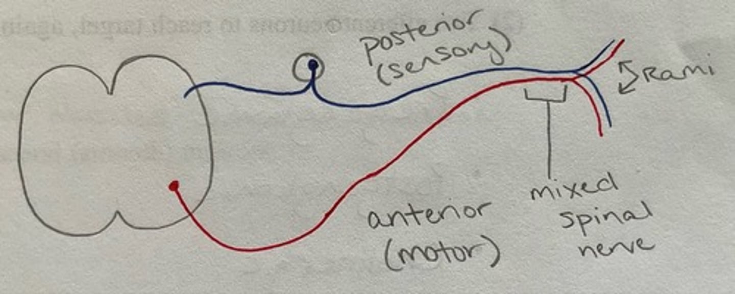 <p>Rootlets: spinal nerves attach to the cord via ventral (anterior — motor) and dorsal (posterior — sensory) rootlets</p><p>Rami: spinal nerve splits into a ventral (anterior) primary ramus and a dorsal (posterior) ramus</p><p>Rami are mixed...rootlets are NOT!</p>