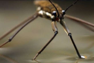 <p>Rowing and jumping (Organism)</p>