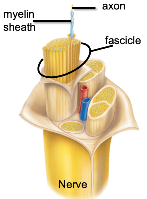 1. Each axon is surrounded by myelin sheath 
- Schwann cells
2. Groups of axons are nerve fascicles
3. Groups of fascicles are a nerve
4. Parts include 
- Endoneurium
- Perineurium
- Epineurium 