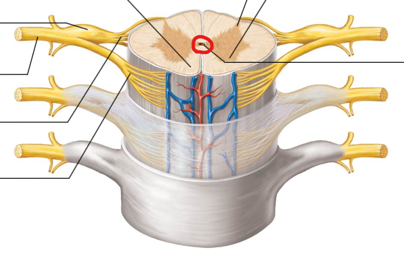 <p>A small channel in the center of the spinal cord containing cerebrospinal fluid.</p>