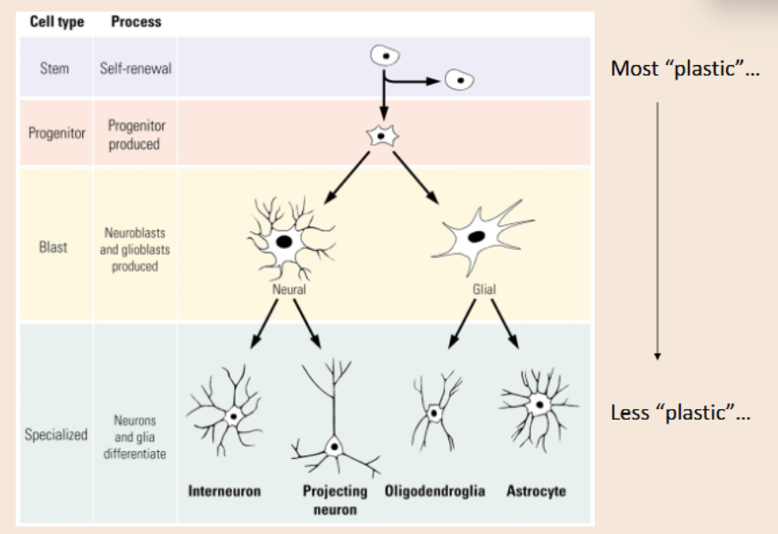 <p>Occurs from prenatal to childhood; a part of <strong>neuronal migration </strong></p>