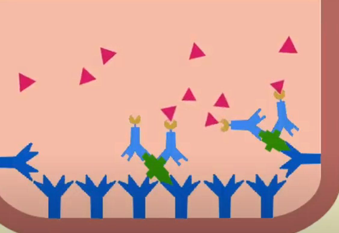 <p>Positive antigen or antibody in serum forms Ag-Ab complex on membrane in test. Test is then washed off to remove excess antigens. A specific antibody with an enzyme is added that binds to antibodies. Test is washed again to wash off excess enzymes. A third solution is added which changes color based on presence of enzymes.</p>