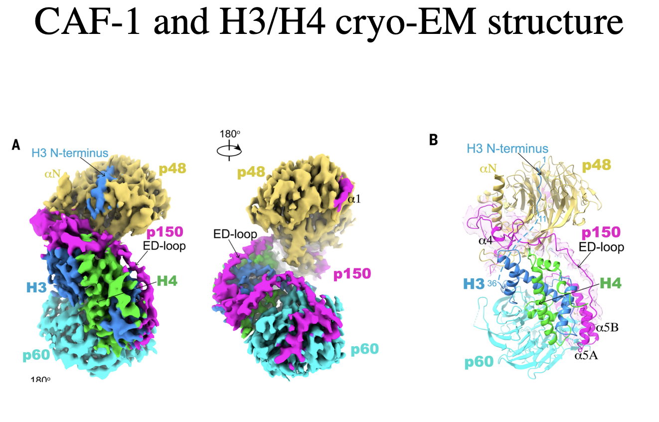 <ul><li><p>H3/H4 are in handshake arrangement</p></li><li><p>p150 loop kinda resembles the structure of DNA</p><ul><li><p>in extendedn configuration</p></li></ul></li></ul><p></p>