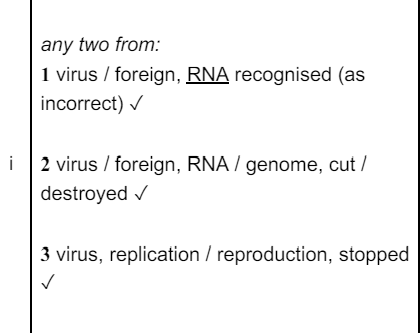 <p>b) incorrect RNA destroyed so wrong proteins not made</p>