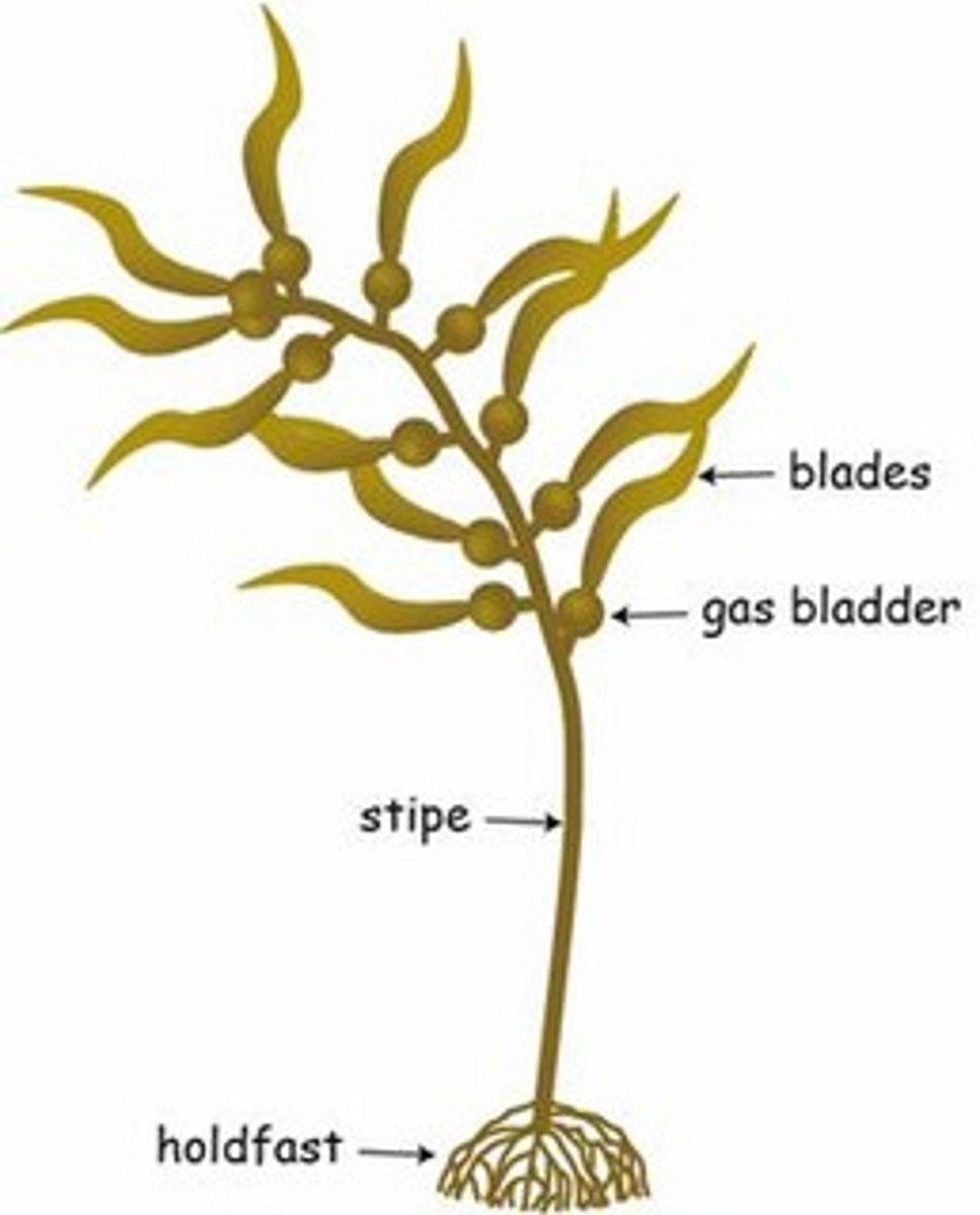 <p>1) holdfast: near roots, dont draw nutrients/water</p><p>2) Stipe</p><p>3) Gas bladder: air filled, maintain buoyancy</p><p>4) Blades: high SA to collect light</p>