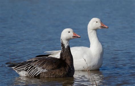 <p>Family: Anatidae</p>