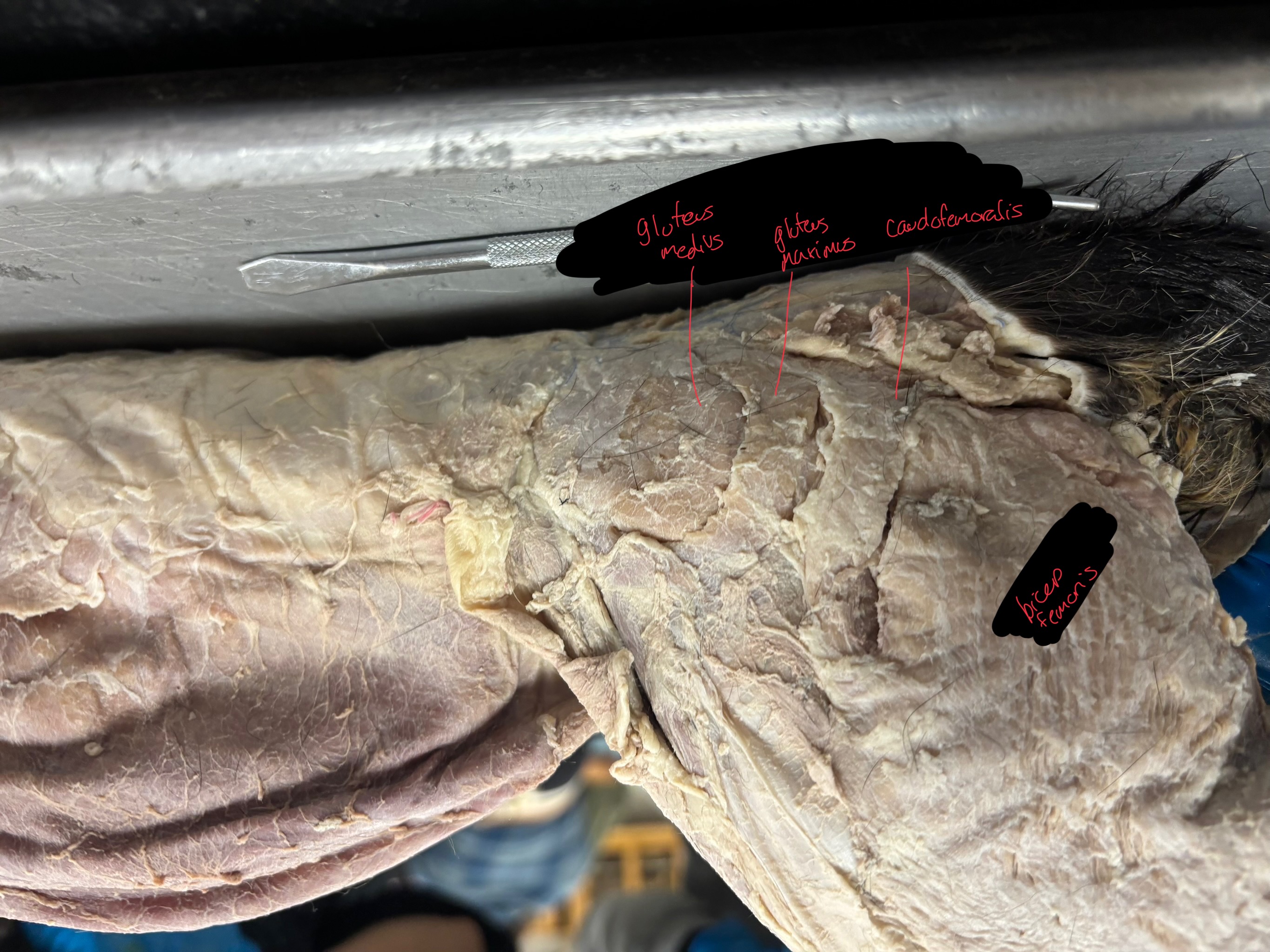 <p>caudofemoralis: abducts the thigh and extends the lower leg</p><p>Gluteus Maximus: abducts the thigh</p><p>Gluteus medius: abducts the thigh</p>