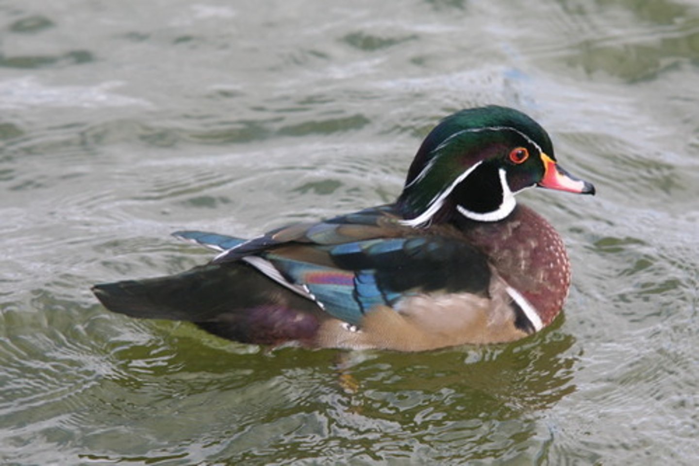 <p>Anseriformes</p>