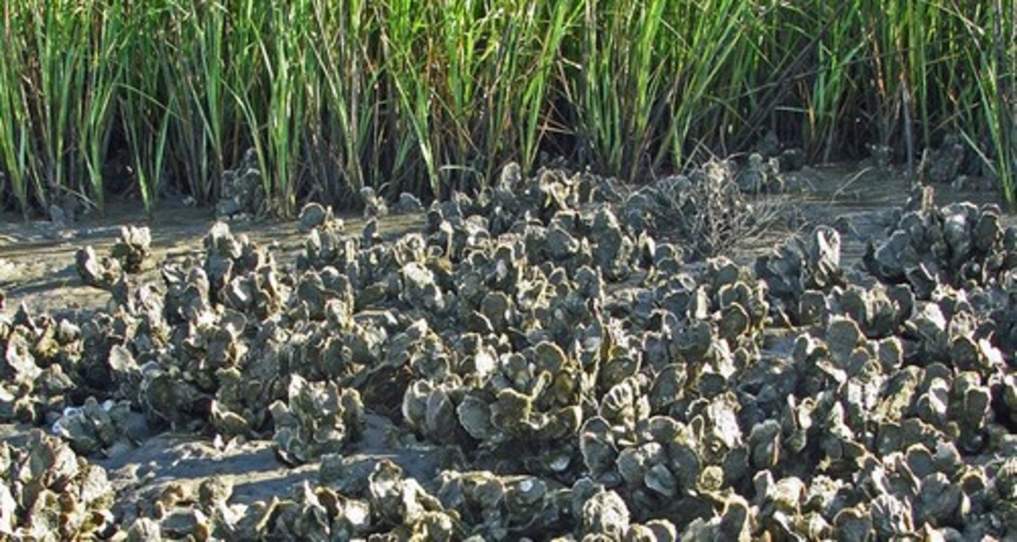 <p>able to tolerate a broad range of salinities</p>