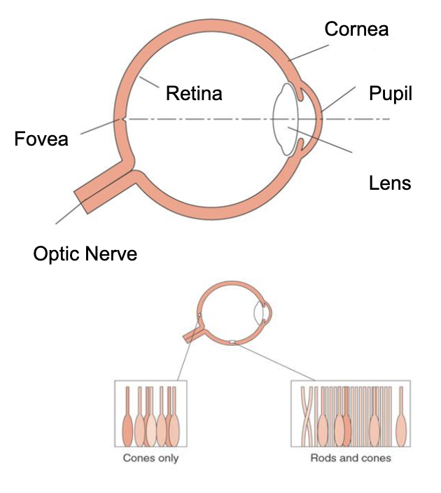 <ul><li><p>Cornea focuses light on retina via pupil (aperture) and lens</p></li><li><p>Retina has 2 types of cells</p><ul><li><p><strong>Rods</strong>: high sensitivity, but monochrome</p></li><li><p><strong>Cones</strong>: low sensitivity, detect colour</p></li></ul></li><li><p>Centre of eye (fovea) has only cones, periphery has a mixture (mostly rods)</p></li><li><p>Optic nerve transmits signals to brain but also creates a blind spot</p></li></ul><p></p>