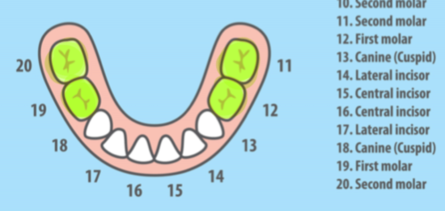 <p>Mandibular Primary Molars</p>