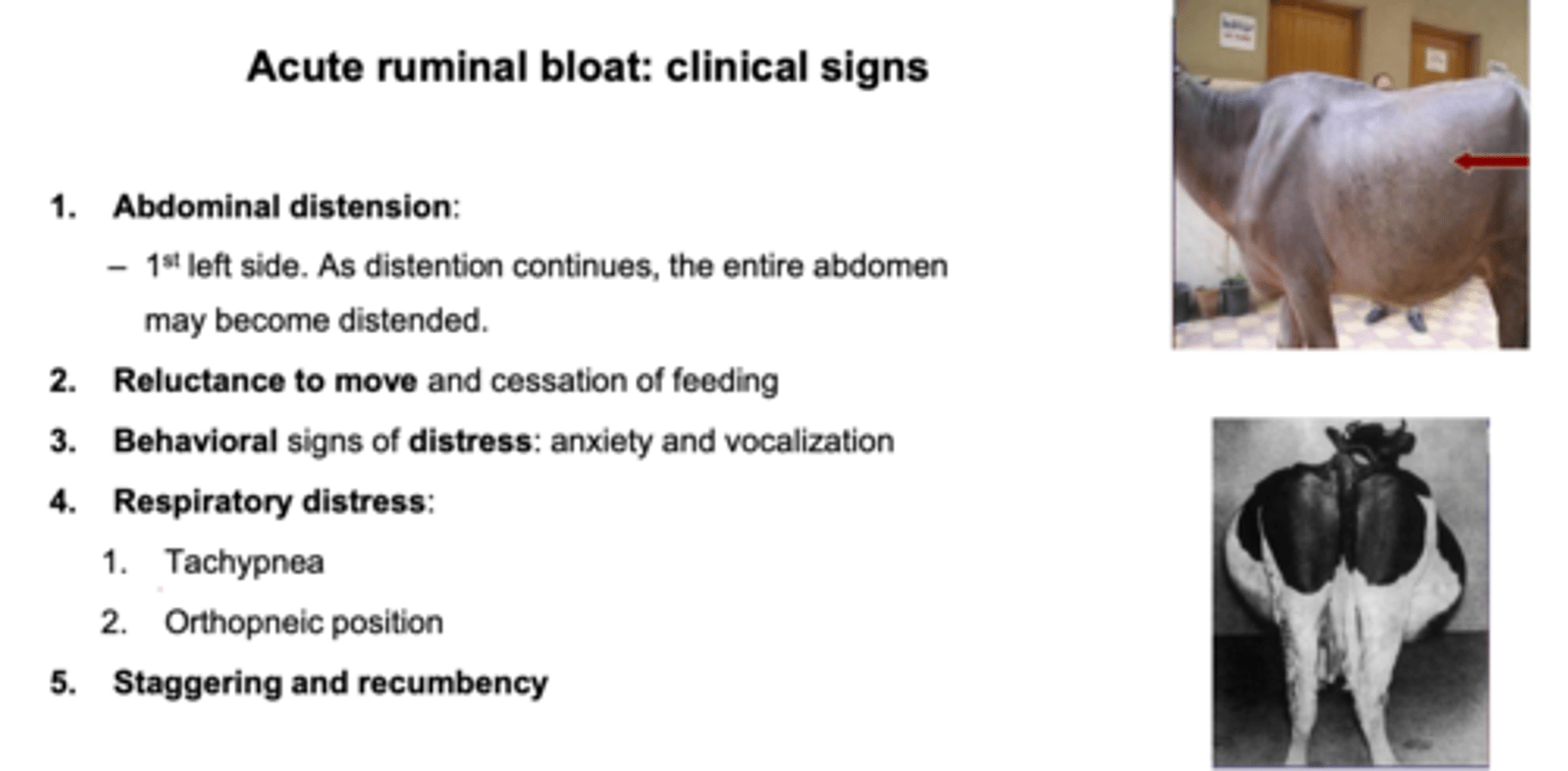 <p>1. abdominal distension</p><p>2. reluctance to move, stop eating</p><p>3. behavioral signs of distress (anxiety, vocalization)</p><p>4. respiratory distress (tachypnea, orthopneic position)</p><p>5. staggering and recumbency</p>