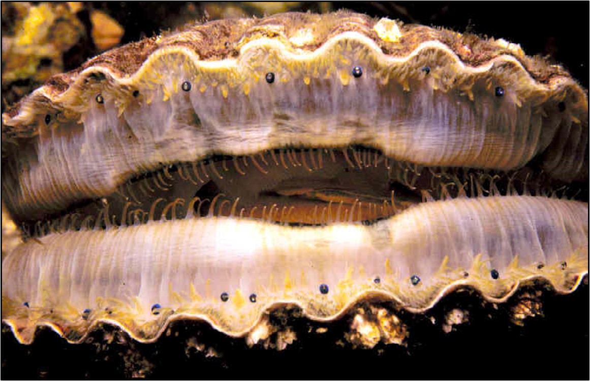 <p>Class Bivalvia’s eyes are ___________ compared to our eyes (serve similar functions), but they are not ________ because they arose in a different evolutionary lineage (Phylum Mollusca)</p>