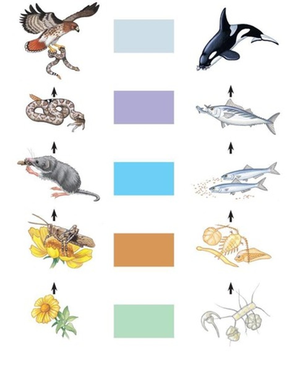 <p>Feeding relationships among organisms in a community.</p>
