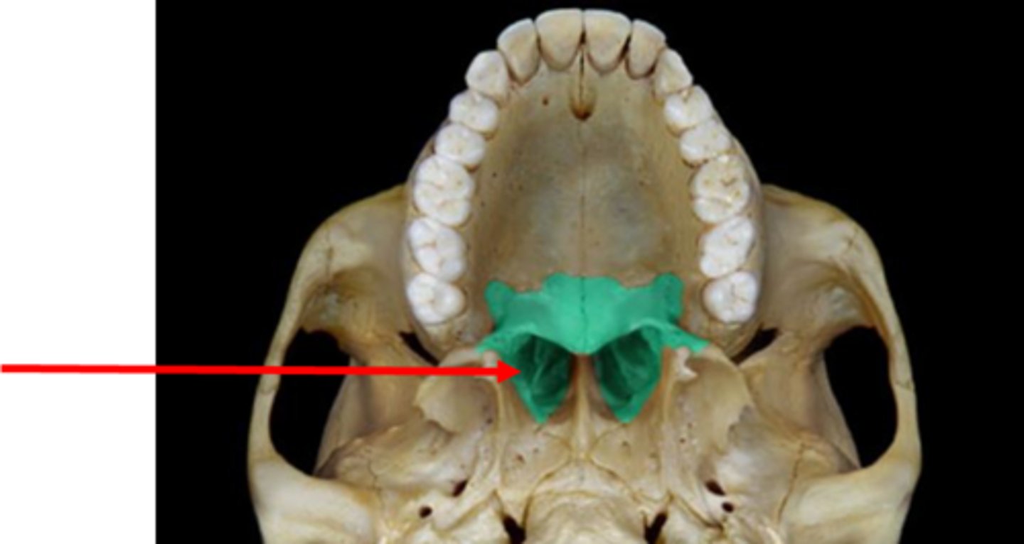 <p>structure</p><p>twi legs of the palatine bone</p>