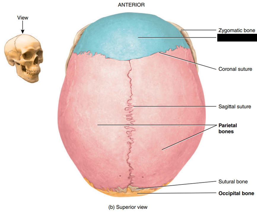 <p>State and identify what part of the cranial bone is being pointed out and censored. (hint: bone)</p>