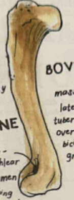 <p>has single lateral tuberosity and coronoid and olecranon fossa communicates thru supratrochlear foramen </p>