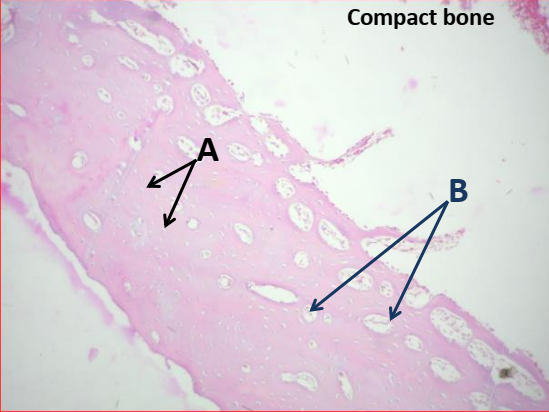 <p>LETTER “B” IS REPRESENTING </p>