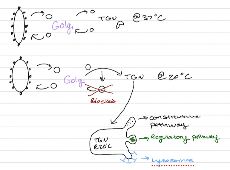 <ul><li><p>sorts proteins but not at first in the TEM (<span><span>Transmission Electron Microscopy)</span></span></p></li><li><p><span>last idenified in the RER pathway </span></p></li><li><p><span>MDCK cells on cell culture inserts --> typical phenotype </span></p></li><li><p><span>VSV (viscular ) G protein --> basal region</span></p></li><li><p><span>HA glycoprotein --> apical region </span></p></li></ul><p></p>