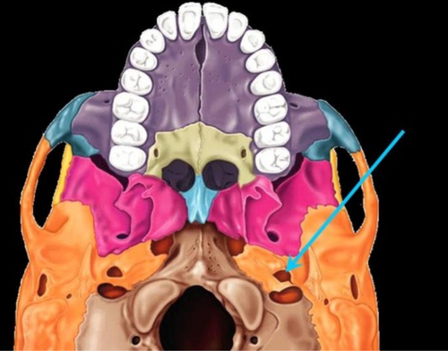 knowt flashcard image