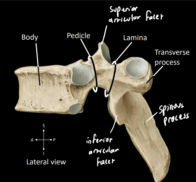 <p><strong>superior articular facet</strong> - forms synovial (fluid-filled) joint with vertebrae above</p><p><strong>inferior articular facet</strong> - forms synovial (fluid-filled) joint with vertebrae below</p>