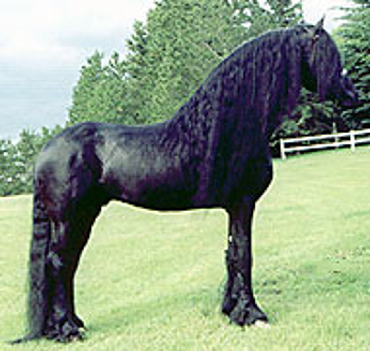 <p>this draft horse has long, thick mane &amp; tail, wavy long silky hair on the lower legs</p>