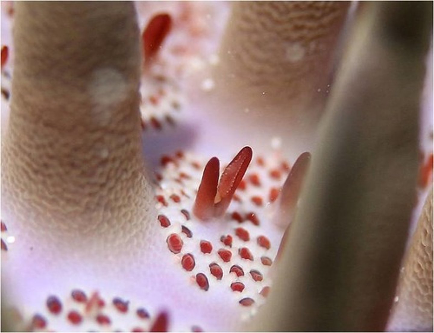 <p>term for tiny pincers that are used for surface maintenance by sea stars and some sea urchins</p>