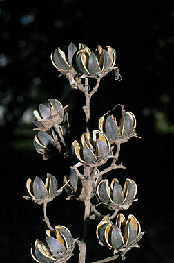 <p>Scientific Name</p>
