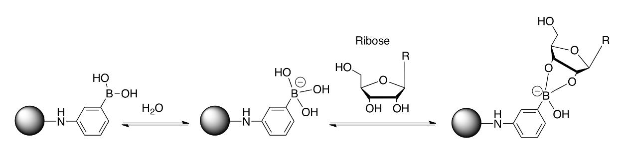An affinity column made with 3-aminophenylboronic acid will bind tightly to glycoproteins (proteins that have sugar molecules attached to it) (see picture).

\
* A student receives a mixture of ovalbumin (a glycoprotein) and myoglobin and places the mixture on an affinity column constructed with 3-aminophenylboronic acid residues. When the student washes the column with the wash buffer, which protein elutes?
* In a second step, an elution buffer is added to disrupt interactions between the bound target biomolecules with the ligand on the resin. When the elution solution is added, which protein elutes?
