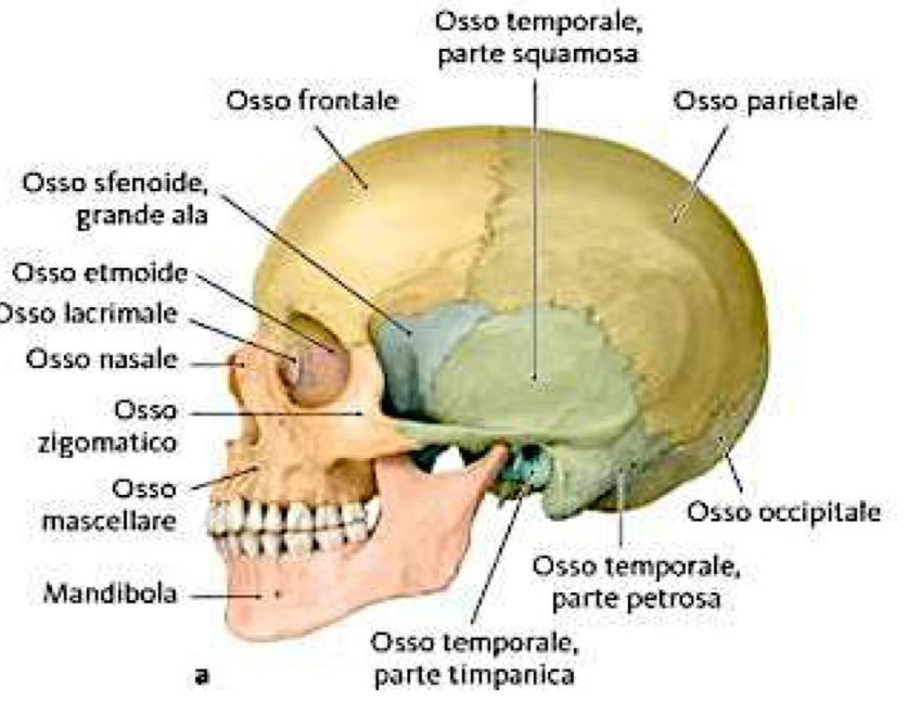 <p>Si osserva:</p><ul><li><p>Parte squamosa dell’Osso Temporale che si articola:</p><ul><li><p>Anteriormente con la grande ala dello Sfenoide formando la Sutura Sfenosquamosa</p></li><li><p>Superiormente e Posteriormente con l’Osso Parietale formando la Sutura squamosa<span> (o temporoparietale)</span></p></li></ul></li><li><p>Parte petrosa dell’Osso Temporale che si articola:</p><ul><li><p>Posteriormente con l’Osso Occipitale formando la Sutura occipitomastoidea </p></li></ul></li></ul><p></p>