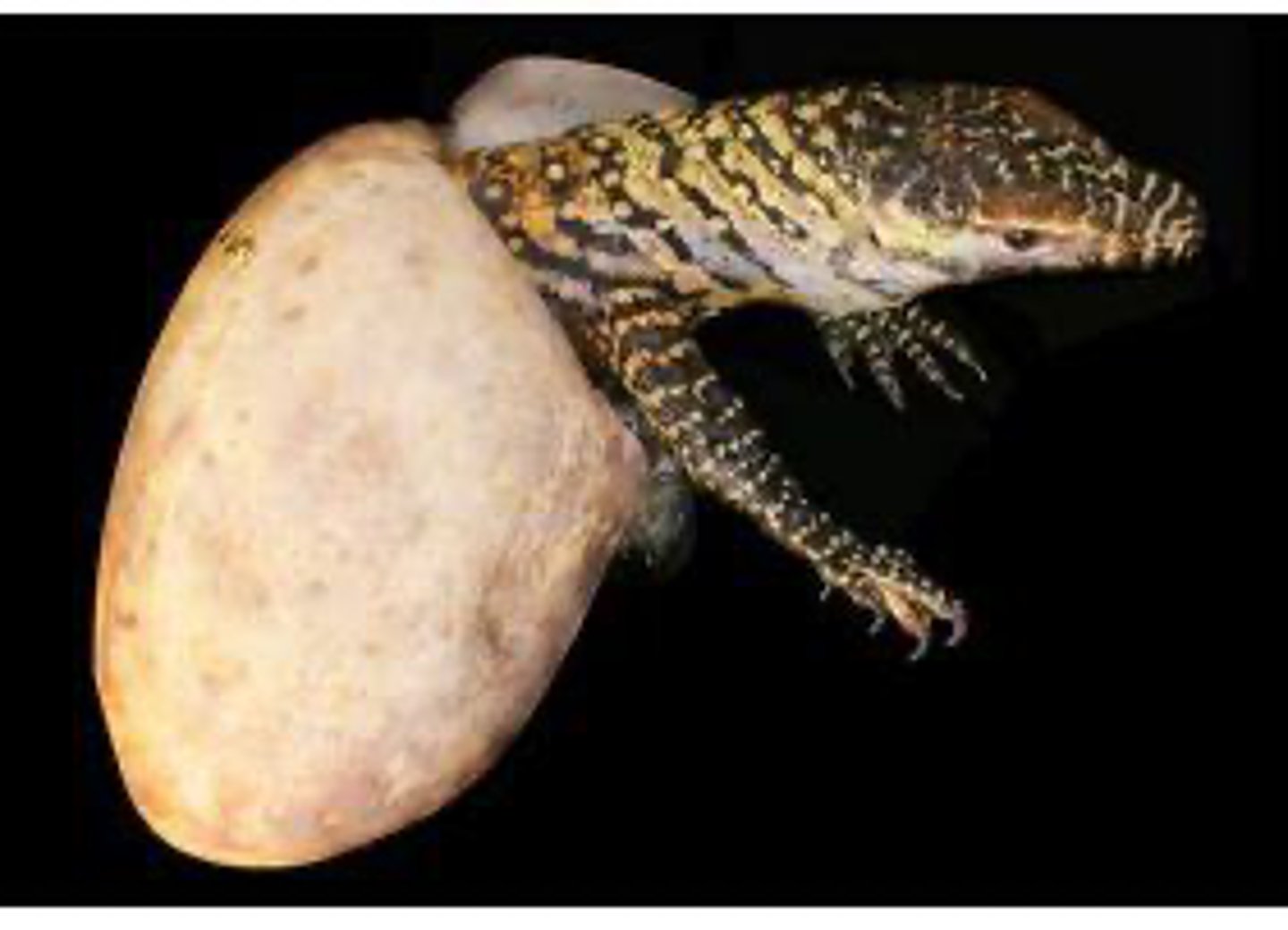 <p>The development of a new individual from an unfertilized egg, mainly observed in invertebrates.</p>