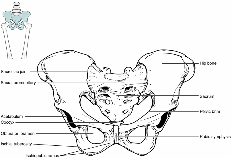 <p>ilium → superior portion of hip bone</p><ul><li><p>iliac crest- curved superior portion</p></li><li><p>greater sciatic notch- allows sciatic nerve to enter thigh, U-shaped indent</p></li></ul><p>ischium → inferior posterior part of hip bone</p><ul><li><p>ischial spine- bony projection separating the greater and lesser sciatic notches</p></li><li><p>ischial tuberosity- bears weight when sitting, site of ligament/tendon attachment</p></li></ul><p>pubis → inferior, anterior part of hip bone</p><p></p><p>general bone markings</p><ul><li><p>acetabulum- articulates w/ head of femur</p></li><li><p>obturator foramen- blood vessel and nerve passage, lower smaller holes of butterfly</p></li></ul><p></p>
