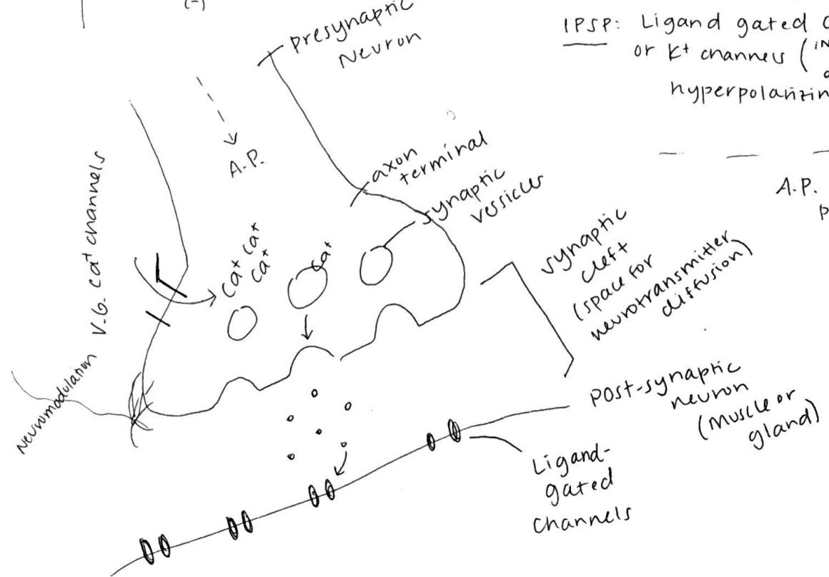 <p>1) Action potential travels down the presynaptic neuron (the electrical signal moves along the axon to the terminal)</p><p>2) Voltage-gated Ca2+ channels are triggered open once the action potential reaches the terminal</p><p>3) Ca2+ enters the presynaptic terminal (because of its concentration gradient)</p><p>4) Ca2+ binds to synaptic vesicles (triggers neurotransmitters to move toward the membrane)</p><p>5) Neurotransmitters are released into the synaptic cleft, vesicles fuse with the presynaptic membrane and release neurotransmitters by exocytosis</p><p>6) Neurotransmitters bind to ligand-gated channels on the postynaptic neuron (this causes Na+ to enter to postsynaptic cell, produced a graded potential (EPSP or IPSP)</p><p>7) Postsynaptic effect - if the graded potentials are strong enough to reach threshold, the postsynaptic neuron fires an action potential (or in muscle/gland cells, it triggers contraction or secretion)</p><p></p>