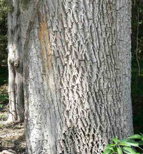 Family: Oleaceae

SN: Fraxinus pennsylvanica