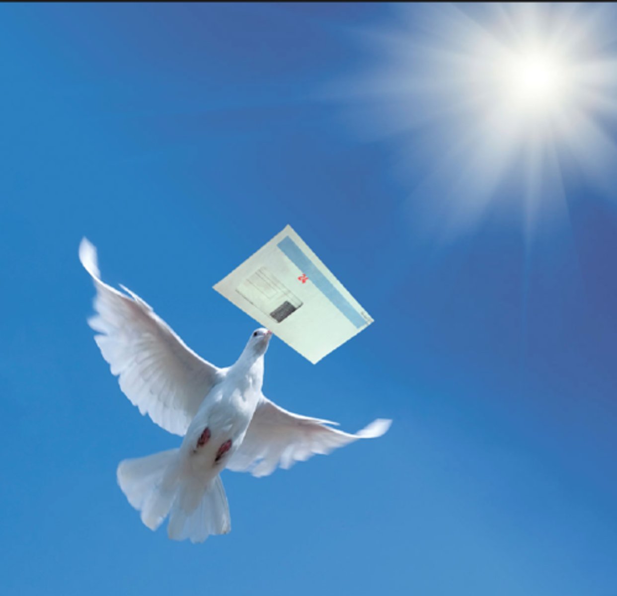 <p>(np): bồ câu đưa thư</p>