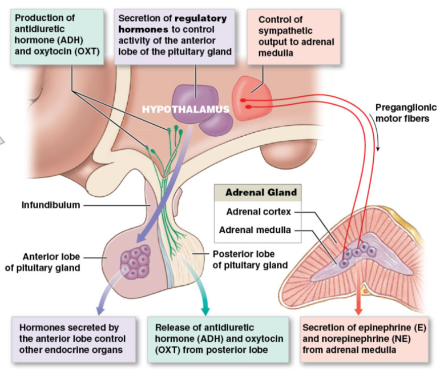 <p>3 mechanisms of hypothalamus control over endocrine function</p><p></p><p><strong>Anterior Pituitary: </strong>receive hormone → affect what hormone it releases </p><ul><li><p>neuroendocrine cells: neurons that release hormones into circulation</p><ul><li><p>release hormones in hypothalamus → travel bloodstream → influence hormone release from anterior pituitary</p></li></ul></li><li><p>these hormones regulate hormonal production by other endocrine glands</p></li><li><p>anterior pituitary controlled by hypothalamic hormones (hypophyseal portal system)</p></li></ul><p></p><p><strong>Posterior Pituitary: </strong>synaptic terminals release hormone directly </p><ul><li><p>neuroendocrine cells:</p><ul><li><p>cell bodies in hypothalamus → axons run through infundibulum → synaptic terminals in posterior pituitary</p></li></ul></li><li><p>hormones released from axon terminals in posterior pituitary → into general circulation</p></li><li><p>neuronal tissue</p></li></ul><p></p><p>Adrenal medulla</p><ul><li><p>release epinephrine and norepinephrine using SNS (already covered)</p></li></ul><p></p><p></p>